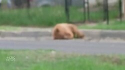 Bear found wandering the streets of Regina News Clip