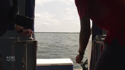 Replacing what it eats: Shediac festival releases 10,000 lobster larvae News Clip