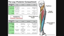 Deep Posterior Leg Compartment | Origins, Insertions, Actions, Etc. Instructional Video