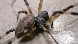 Spider Moves Slowly Stock Footage