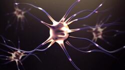 How Does The Brain Store and Retrieve Memories? Instructional Video