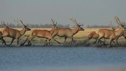 Wild Deers Run On Water Stock Footage