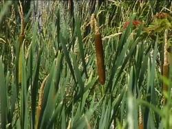 Plant Parts: Leaves Instructional Video