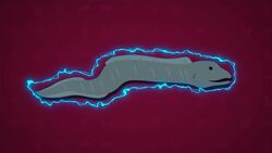 I WONDER - What Is Special About An Electric Eel? Instructional Video