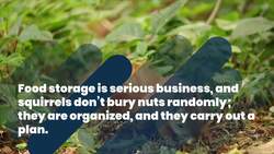 Is It True That Squirrels Forget Where They Buried About Half of Their Food? Instructional Video