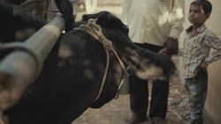 Exploring the Impact of the Beef Ban on Rural Indian Farmers Instructional Video