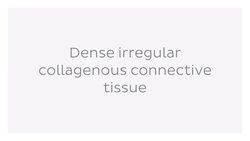 Dense connective tissue Instructional Video