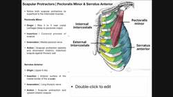 Scapular Protractors | Origins, Insertions, Innervations, & Actions Instructional Video