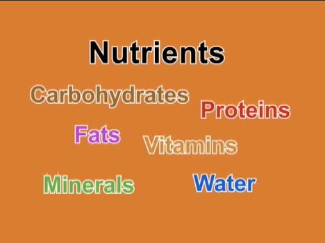 Nutrition Basics Review