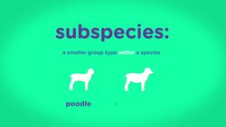 Evading Predators Is Key For the Pronghorn Instructional Video