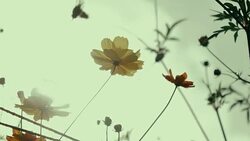 Orange Cosmos flower field with sun flare. - Stock video Stock Footage