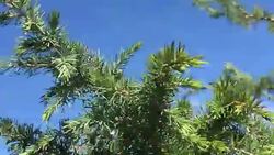Pine Tree Branch Close-Up Stock Footage