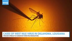 Cases Of West Nile Virus In Oklahoma, Louisiana News Clip