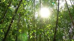 Light Survive Tree Eucalyptus tree Stock Footage