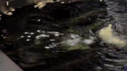 How to Make Deep-Fried Ribs Instructional Video