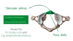 Halswirbelsäule Instructional Video