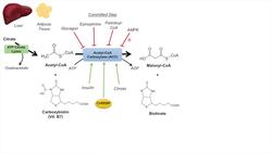 Fatty Acid Synthesis Pathway: Overview, Enzymes and Regulation Instructional Video