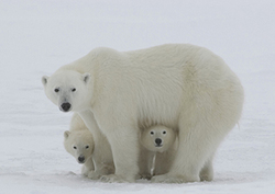 Especies en peligro de extinción Instructional Video