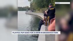 Caught on Camera: Playful pup leads owners, police on wild goose chase in Braddock Park News Clip