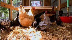 Backyard Chickens As a Family Project Instructional Video