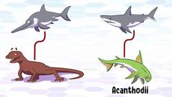 Evolución convergente: ¿Por qué son iguales especies diferentes? Instructional Video