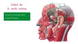 Oberflächliche Blutgefäße des Kopfes Instructional Video