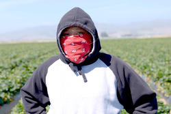 Working nights to pack your California strawberries, working days to graduate from school Instructional Video