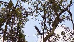 Large Nestling Great Egret in Large Nestling Great Egret in Phatthalung Province Stock Footage
