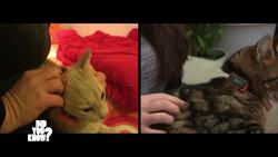 The Secret Lives of Cats: Domestic Feline Mysteries Unveiled Instructional Video