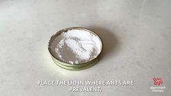 How To Make All-Natural Ant Killer Instructional Video