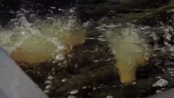 How to Fry Deep-Fried Cheddar Sticks Instructional Video