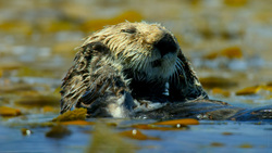 How Otters Are Saving Earth’s Underwater Forests Instructional Video