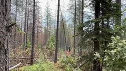 U.S. races to thin forests ahead of wildfire season News Clip