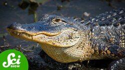 How Crocodilians Just Keep on Surviving Instructional Video