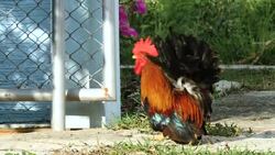 Bantam chicken walking on the floor. Stock Footage