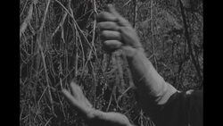 Devastation of forests in Colorado mountains by spruce tree beetle News Clip