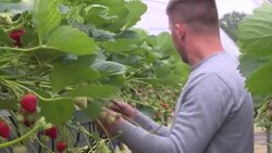 CLEAN : Strawberries are the only fruit for Wimbledon spectators News Clip