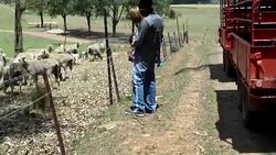 A family with two children visited an organic farm Stock Footage