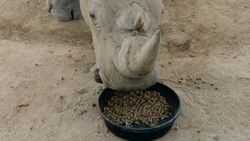 This Special Diet for Rhinos Could Help Increase Birth Rates Instructional Video
