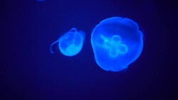 Slow motion,Blue jellyfish Move slowly in the water. , The background is blue Stock Footage