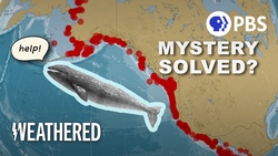 Why Are So Many of Gray Whales Washing Ashore? Instructional Video