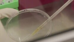 Scientists in Japan work on producing covid-19 vaccination News Clip