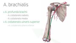 Hauptarterien der oberen Extremität Instructional Video