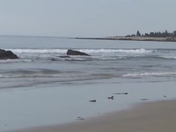 Interactions of Living Things: Nonliving Things Instructional Video