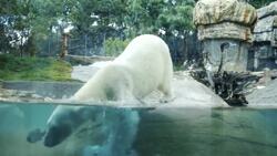 You Have to See How Polar Bears Hunt for Fish! Instructional Video