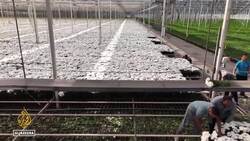 Netherlands labour market: Thousands of migrant workers end up homeless News Clip