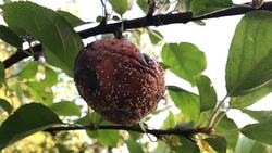 Rotten apple in tree. Stock Footage