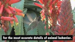 Bonanza of birdsongs digitized for science Instructional Video