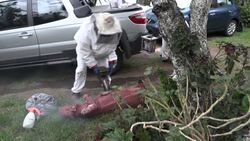 CLEAN : Women's beekeeping group strives for biodiversity in Mexico City News Clip