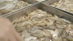 Shrimp : Self Service Stock Footage